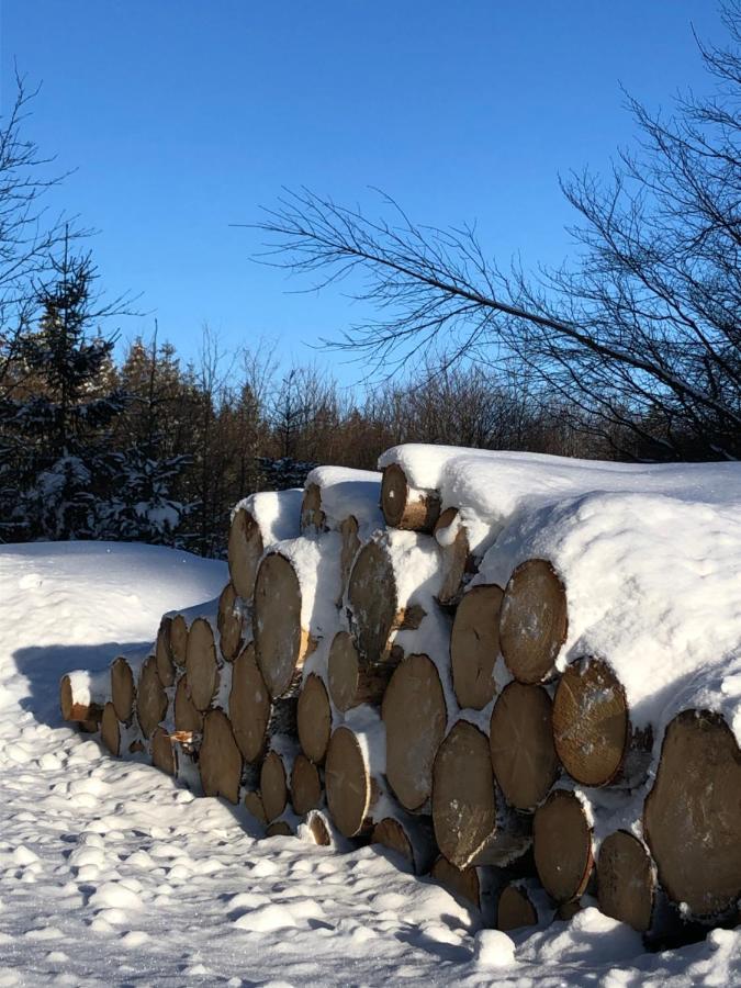 Bocksbergglueck In Hahnenklee, Endreinigung, Bezogene Betten, Handtuecher Inklusive Appartement Goslar Buitenkant foto